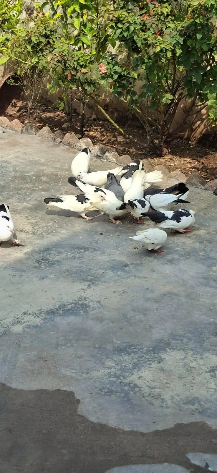 Beautiful Pigeons 7 Pairs — photo 12