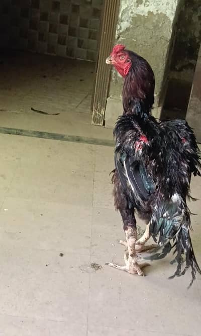 Assel Thai mazboot gand jor pathaa for sale