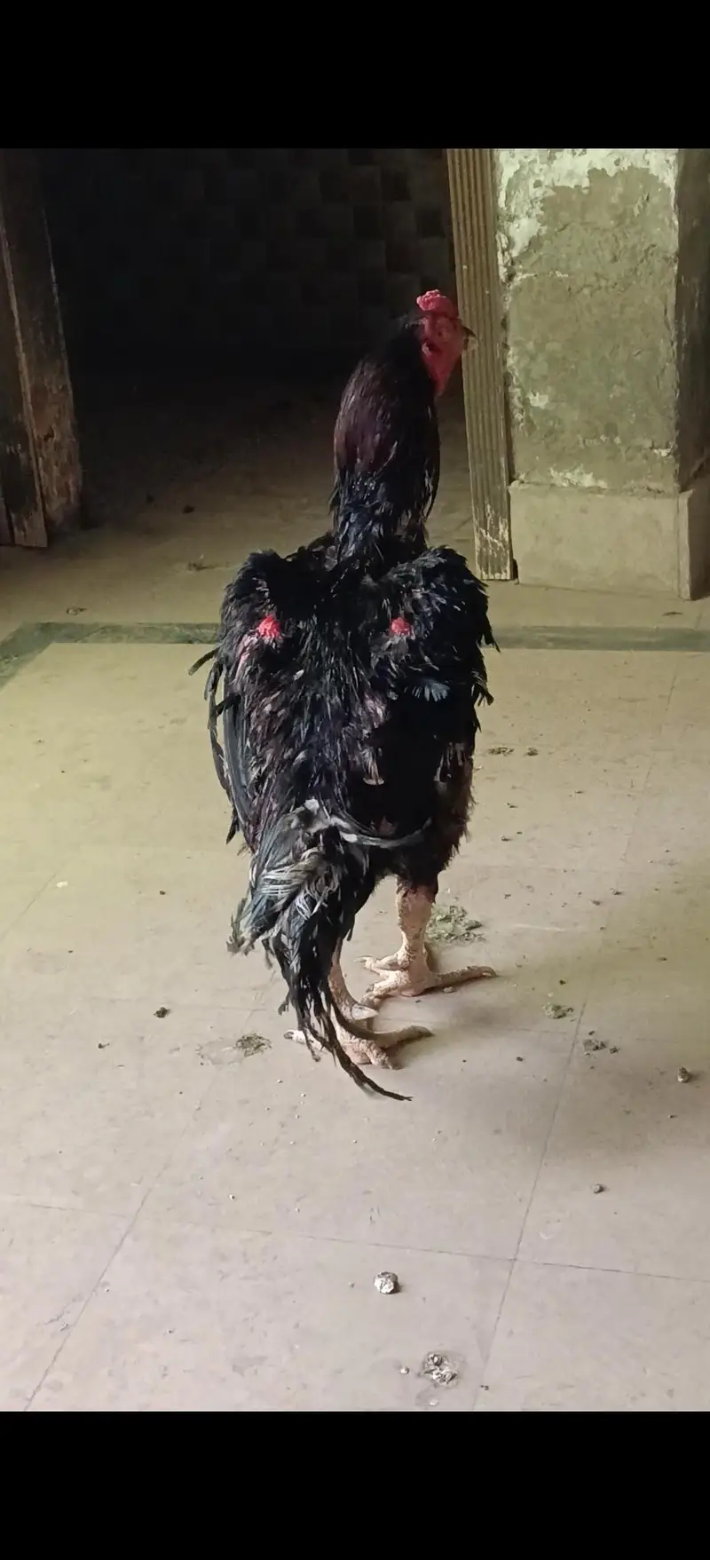 Assel Thai mazboot gand jor pathaa for sale — photo 2