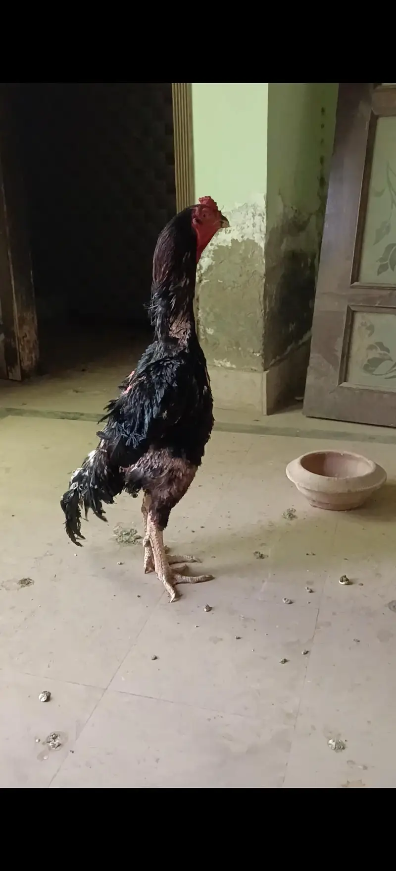 Assel Thai mazboot gand jor pathaa for sale — photo 4