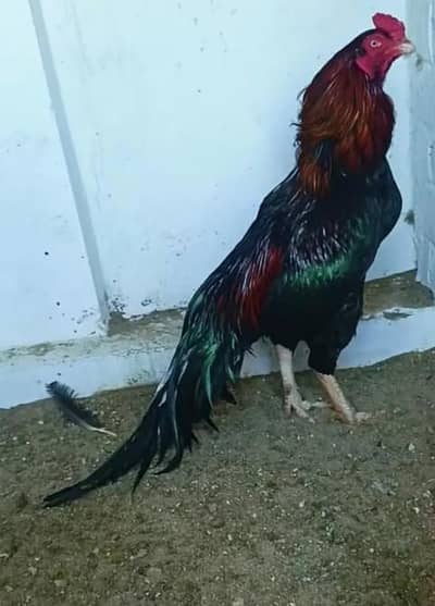 Black Aseel For Sale In Best Price.