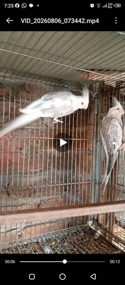 Fellow Cockatiels and Love Birds