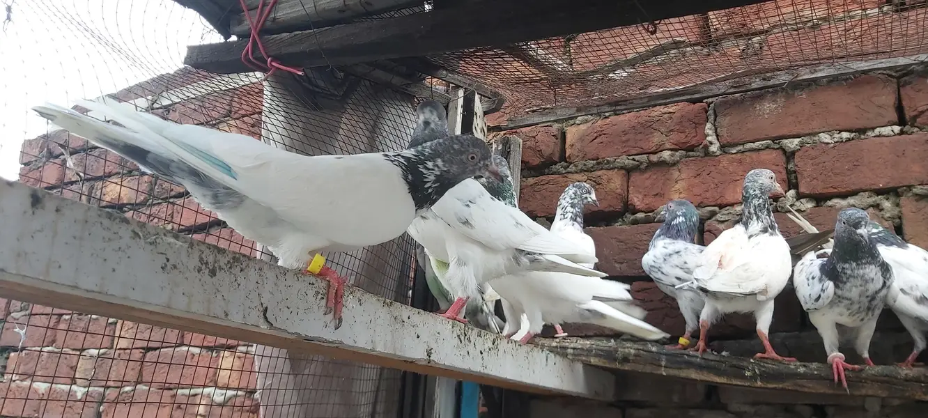 Sialkoti goldan kasoori parvazi kabotar for sale. — photo 2