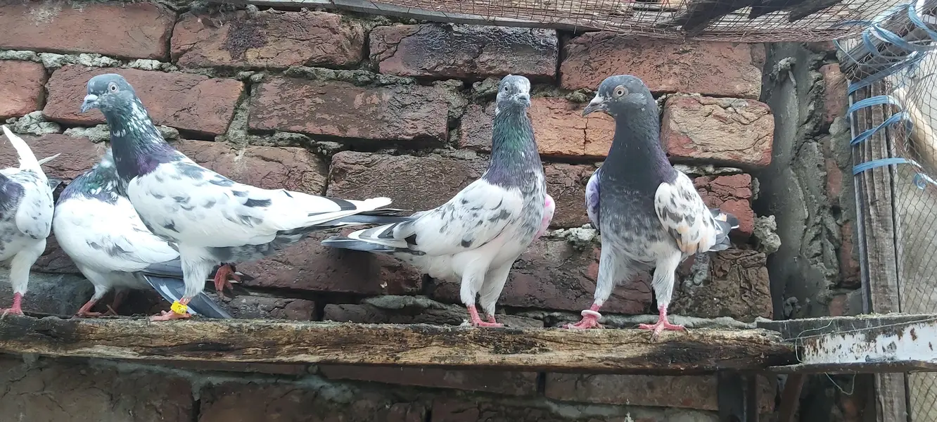 Sialkoti goldan kasoori parvazi kabotar for sale. — photo 3