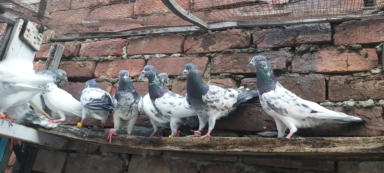 Sialkoti goldan kasoori parvazi kabotar for sale. — photo 4