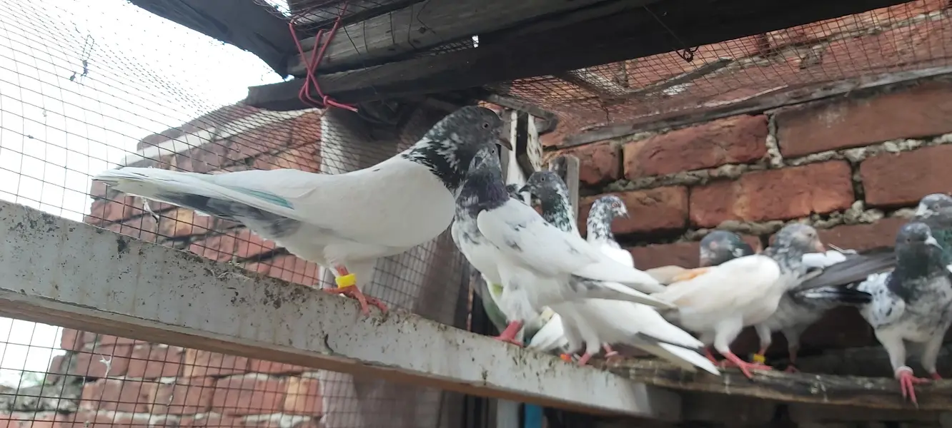 Sialkoti goldan kasoori parvazi kabotar for sale. — photo 5