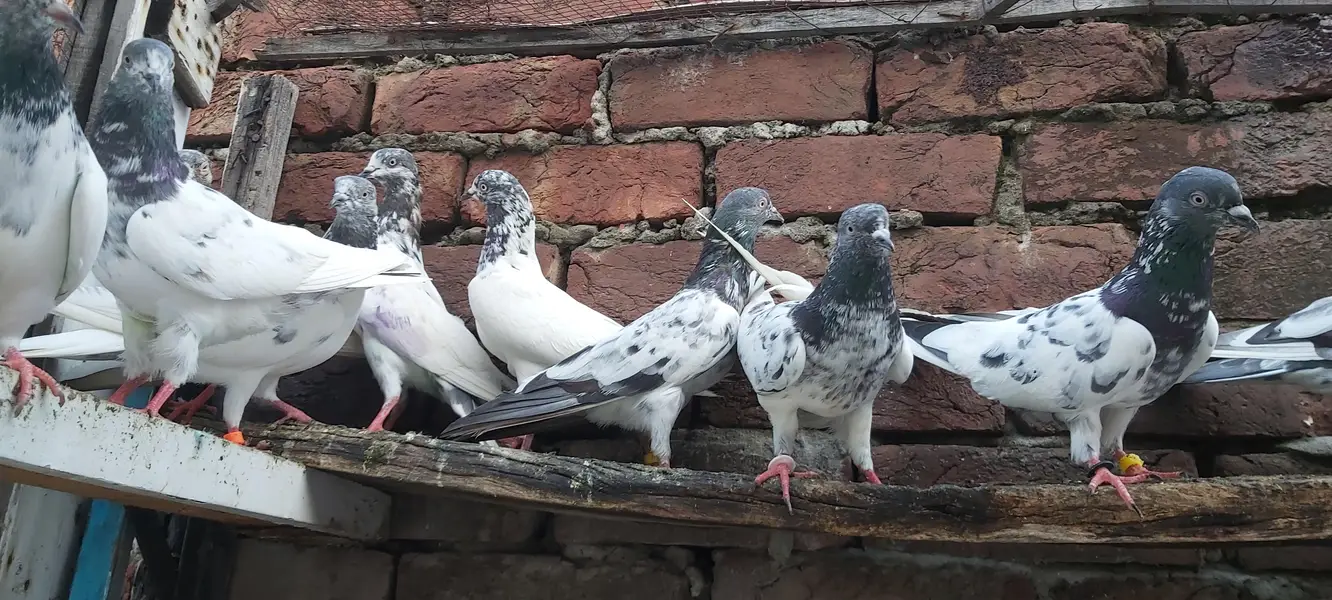 Sialkoti goldan kasoori parvazi kabotar for sale. — photo 6