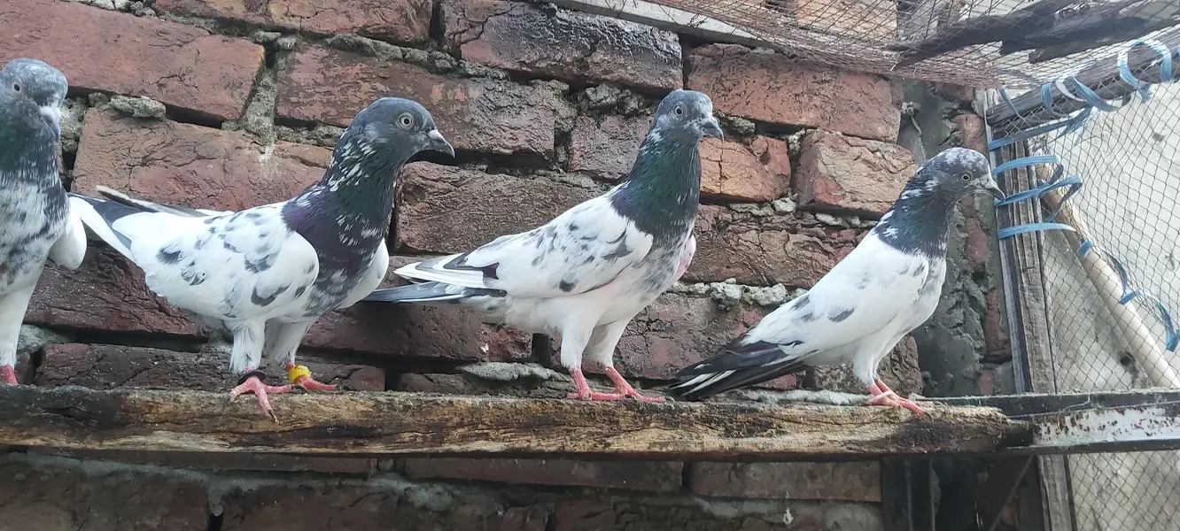 Sialkoti goldan kasoori parvazi kabotar for sale. — photo 7
