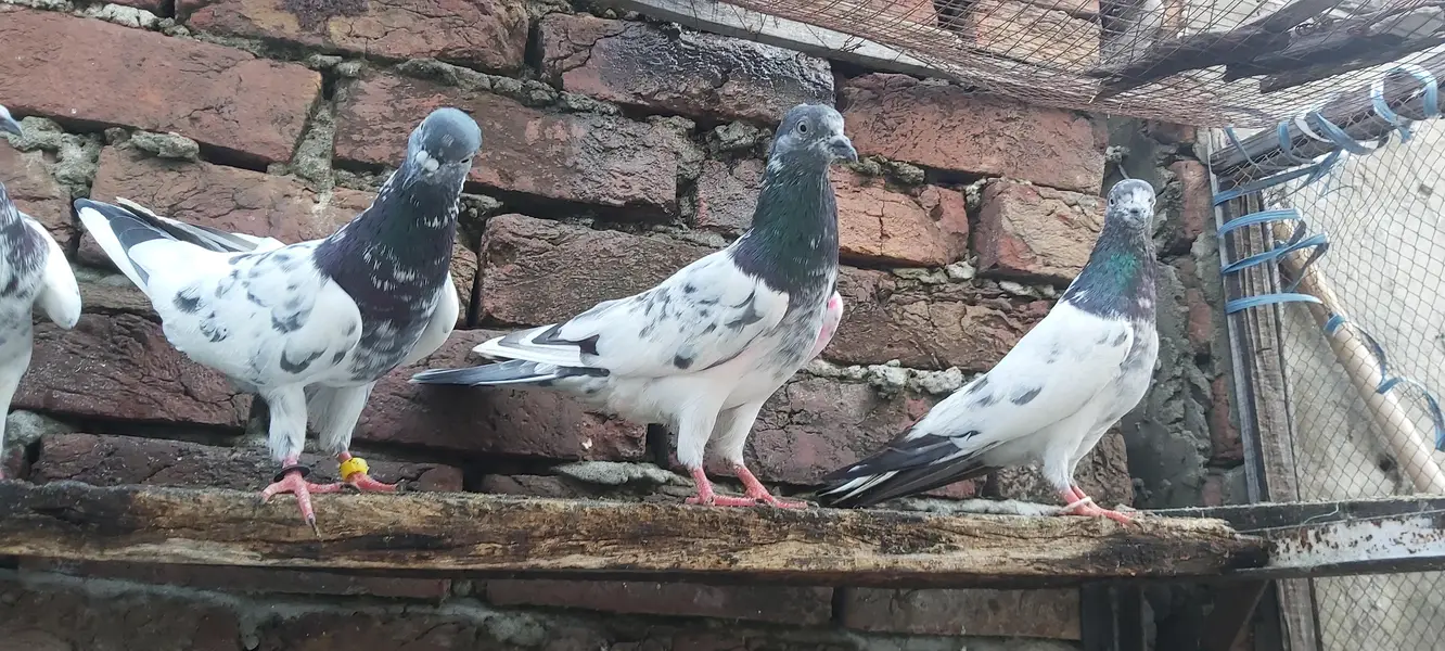 Sialkoti goldan kasoori parvazi kabotar for sale. — photo 8