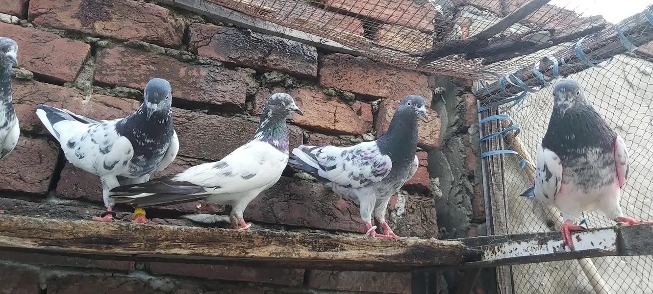 Sialkoti goldan kasoori parvazi kabotar for sale. — photo 10