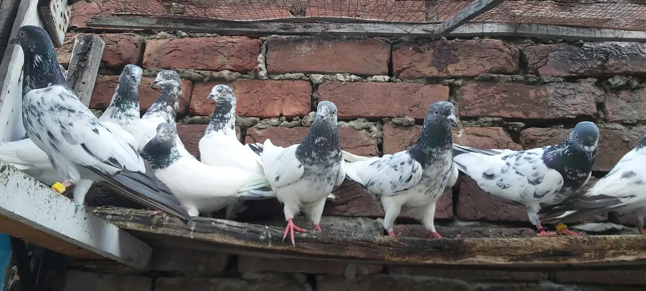 Sialkoti goldan kasoori parvazi kabotar for sale. — photo 11