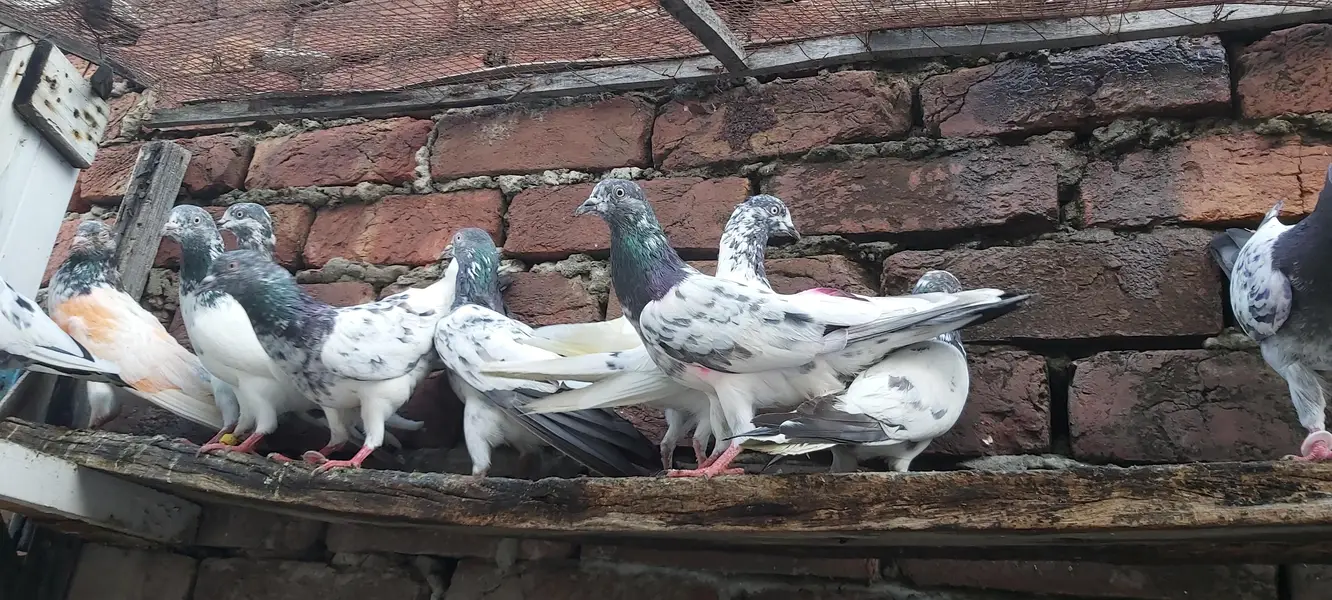 Sialkoti goldan kasoori parvazi kabotar for sale. — photo 12