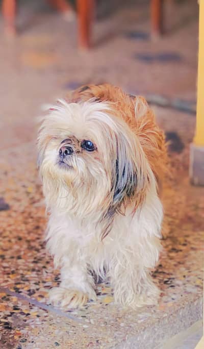 Shihtzu Female