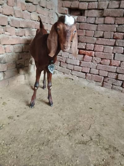dogla bakra ghr ka pala banny wali cheez ha