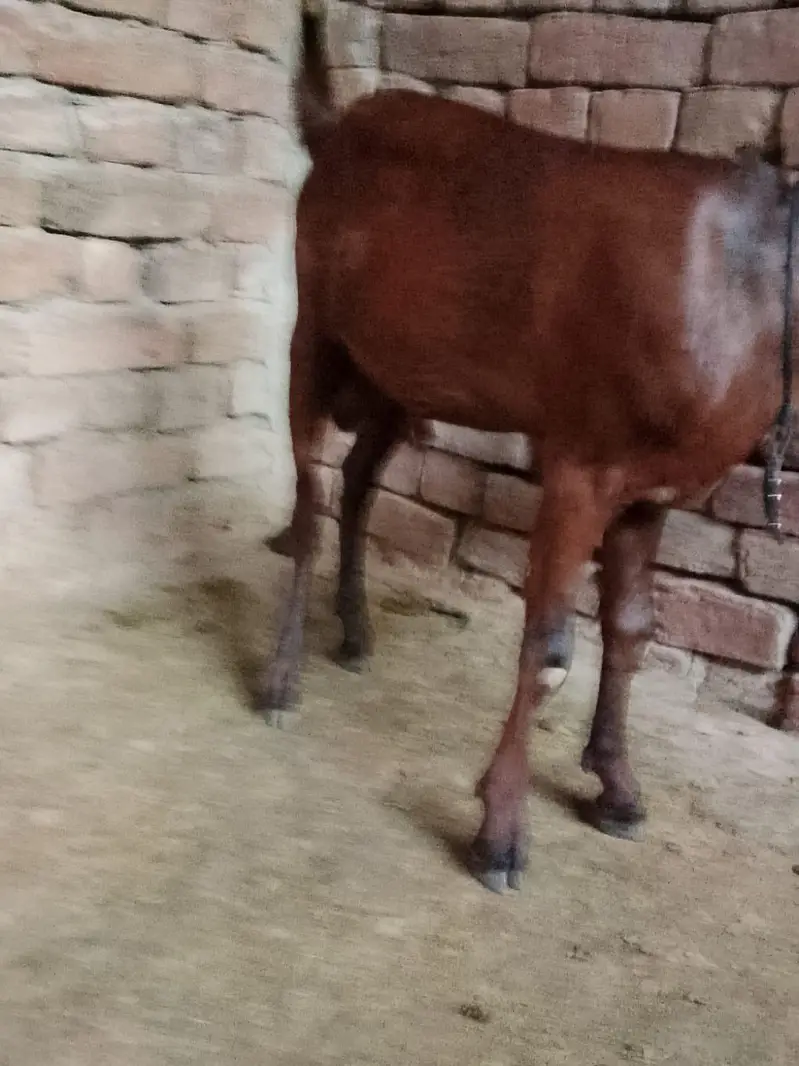 dogla bakra ghr ka pala banny wali cheez ha — photo 2