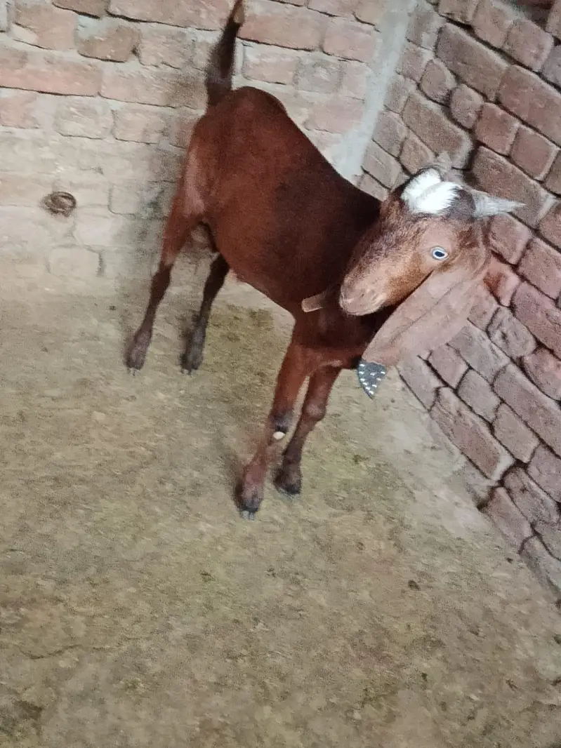 dogla bakra ghr ka pala banny wali cheez ha — photo 3