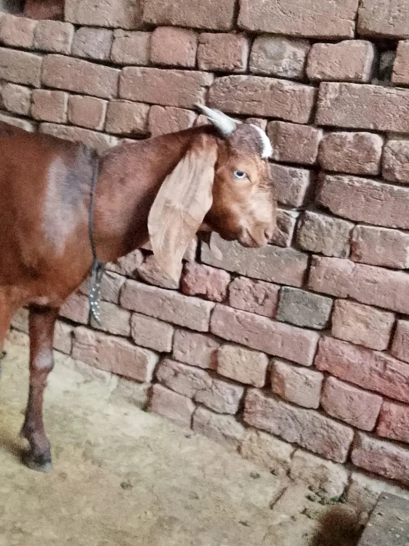 dogla bakra ghr ka pala banny wali cheez ha — photo 4