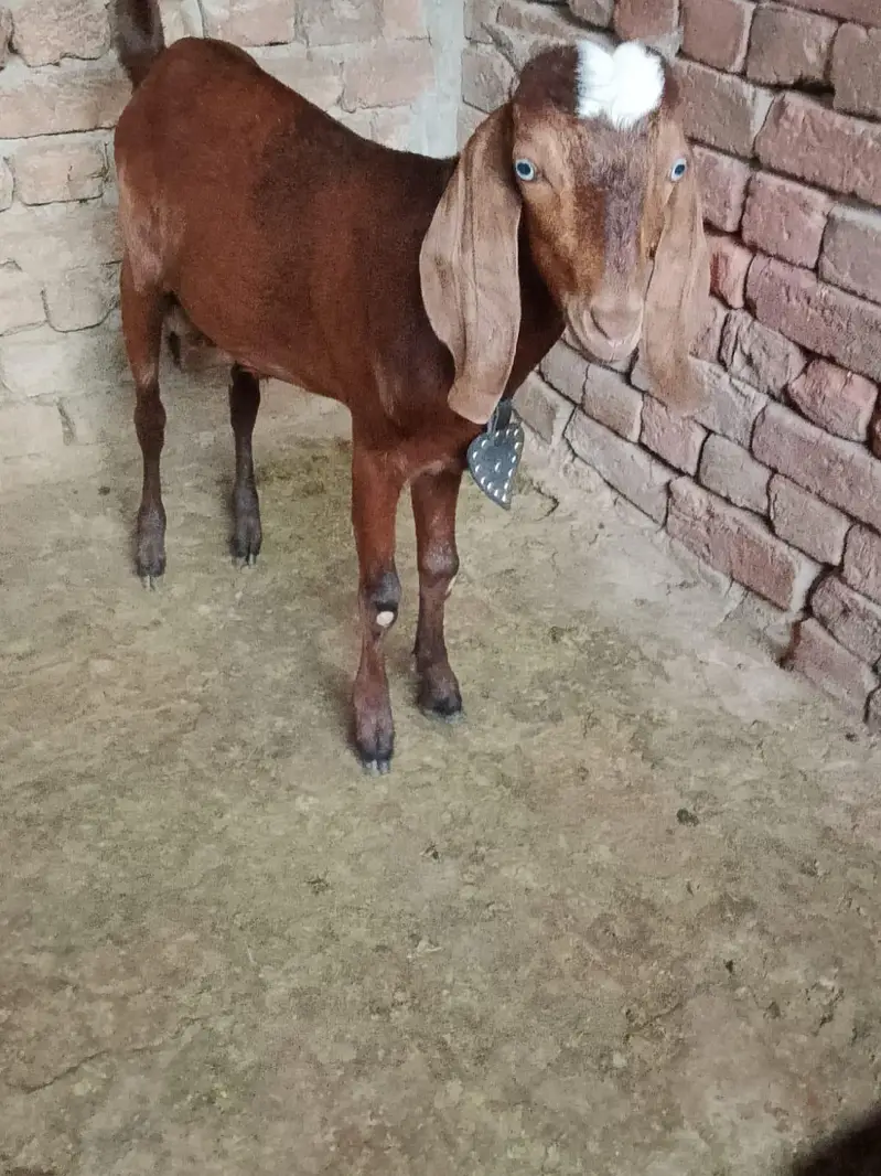 dogla bakra ghr ka pala banny wali cheez ha — photo 5