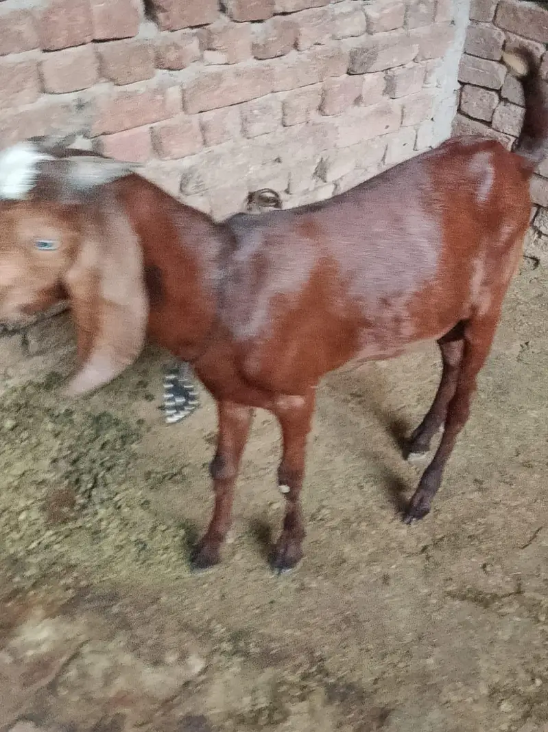 dogla bakra ghr ka pala banny wali cheez ha — photo 6