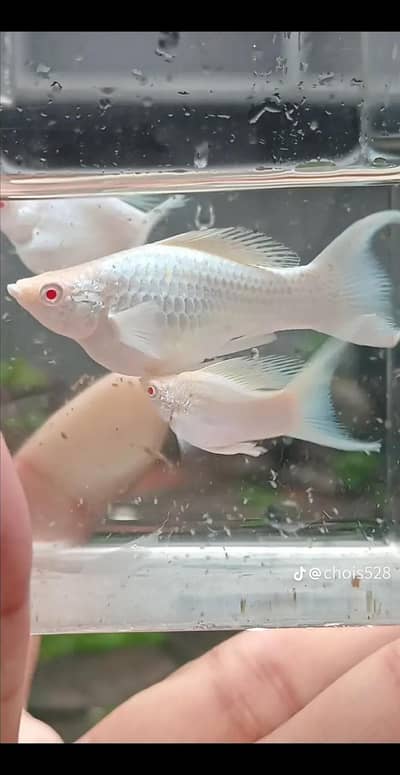 healthy fish for sale