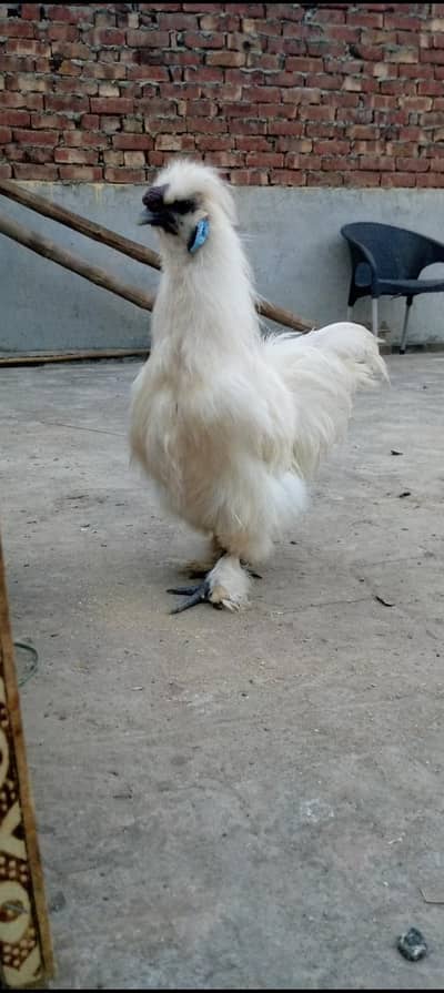 Silkie murga
