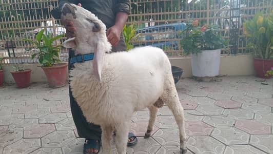 sheep [dumba] available 0/3/3/6/1/8/6/9/8/6/6