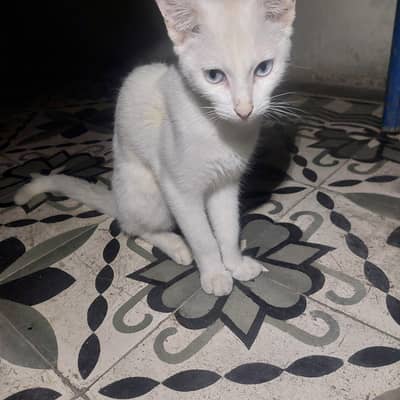 cat for sale