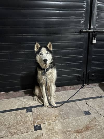 Male Siberian Husky - G15, Islamabad