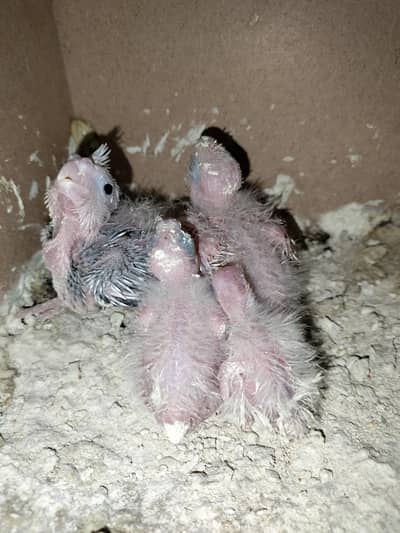 cocktail chiks for hand tame