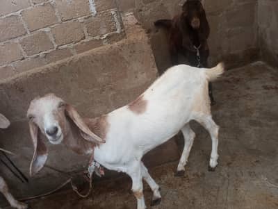 Bakri For Sale ما شاءاللہ