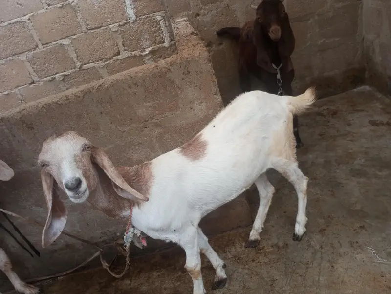 Bakri For Sale ما شاءاللہ — photo 2