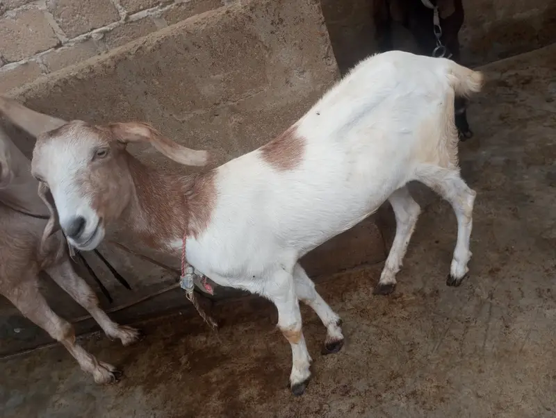 Bakri For Sale ما شاءاللہ — photo 3