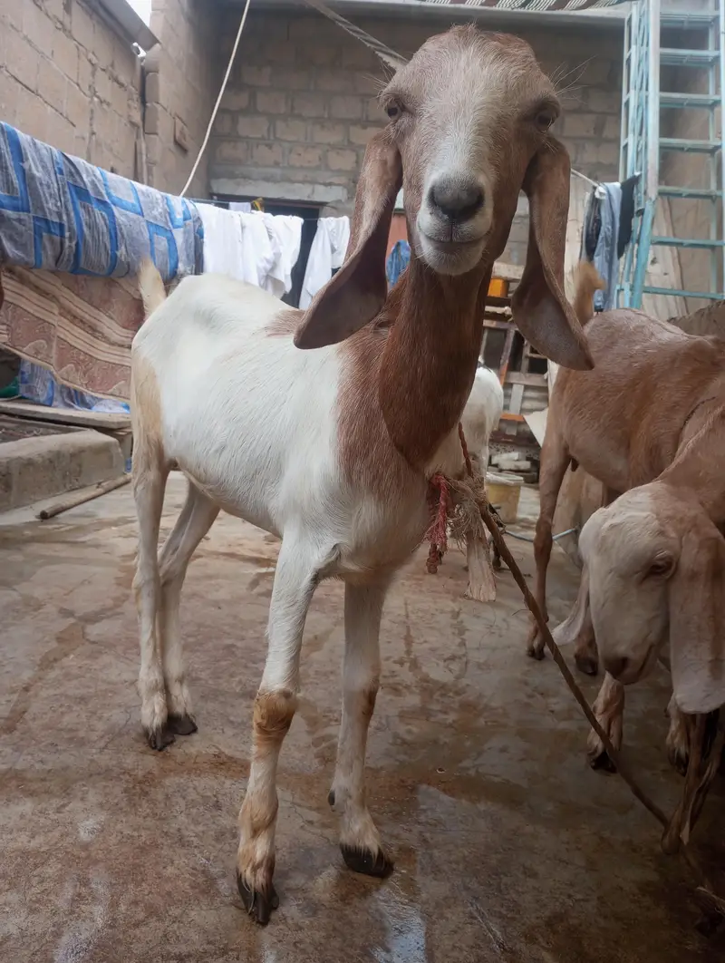 Bakri For Sale ما شاءاللہ — photo 4