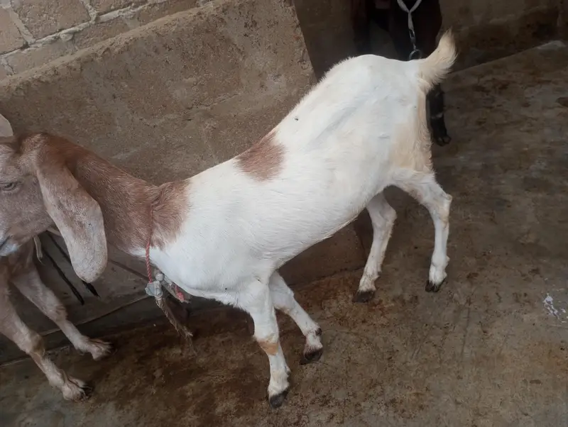 Bakri For Sale ما شاءاللہ — photo 5