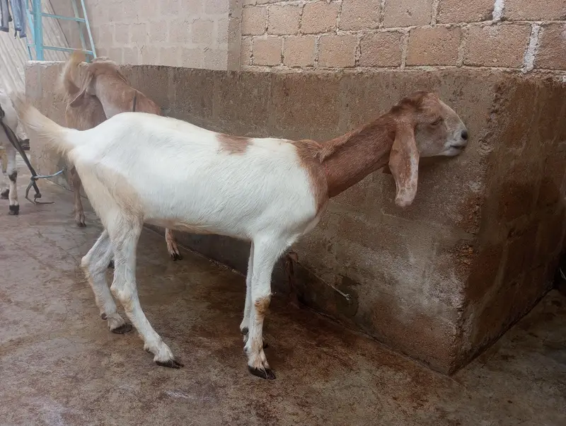 Bakri For Sale ما شاءاللہ — photo 6
