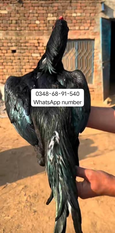 breed aseel heera  delivery all Pakistan kier 9 mahine