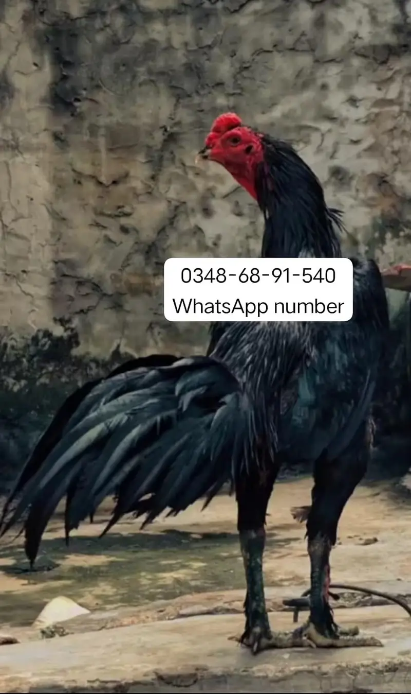 breed aseel heera  delivery all Pakistan kier 9 mahine — photo 3