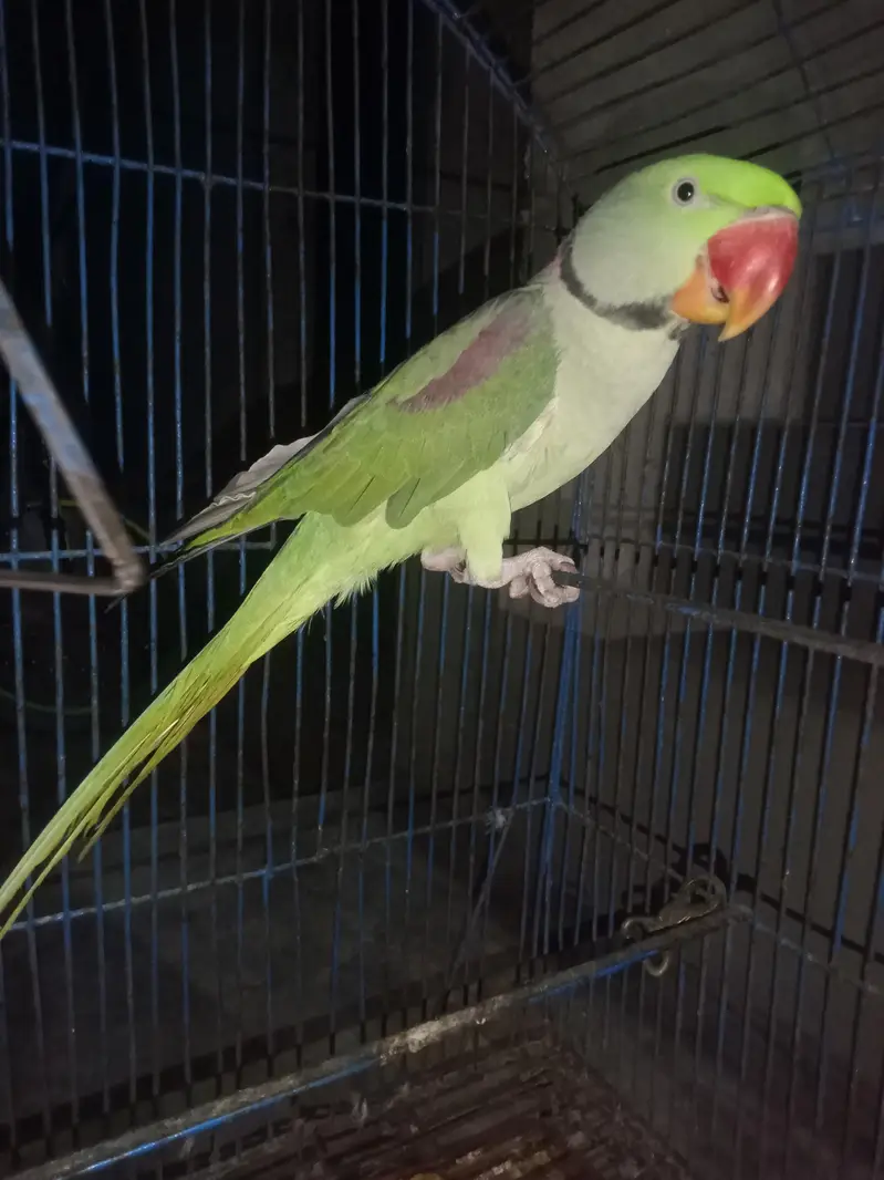 hand tame bolnay Wala — photo 2