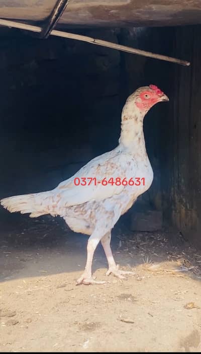 Aseel madi /hen high quality