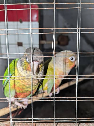 Healthy green cheek conures available for sale