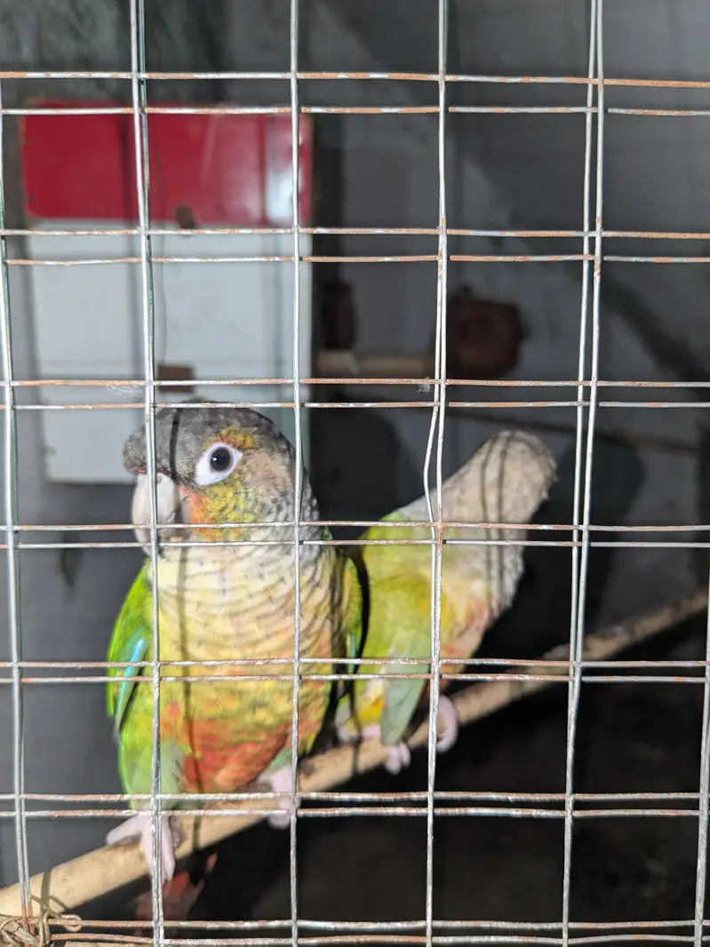 Healthy green cheek conures available for sale — photo 2
