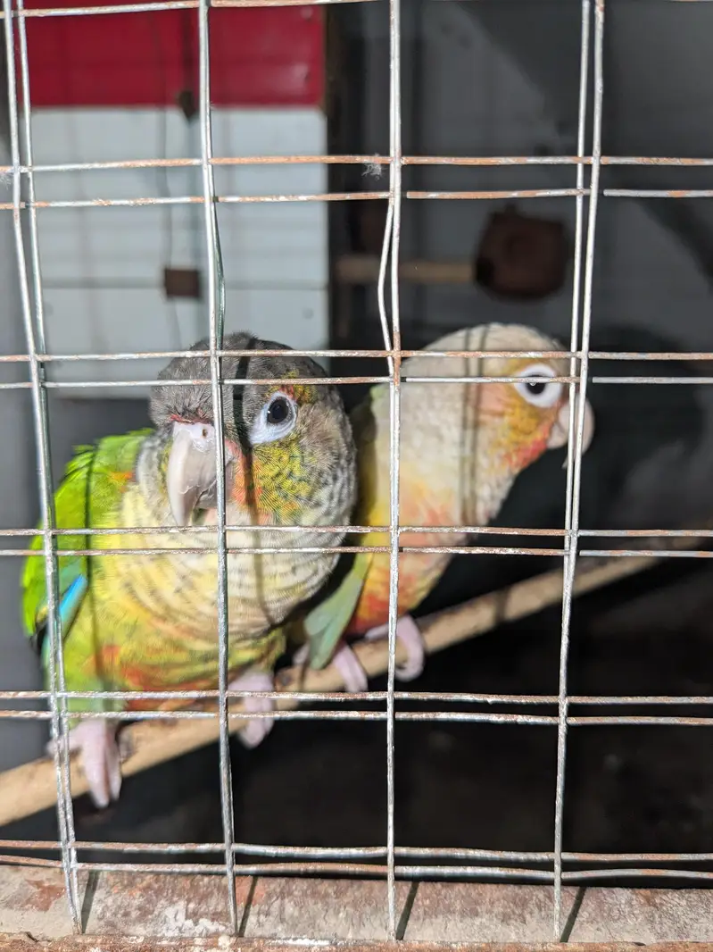 Healthy green cheek conures available for sale — photo 4