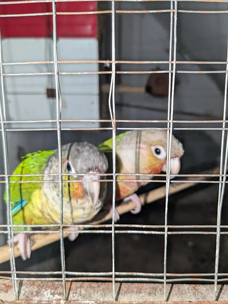 Healthy green cheek conures available for sale — photo 5