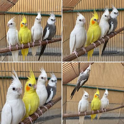 ENO Cockatiel Parrots 2 Pairs Complete Setup