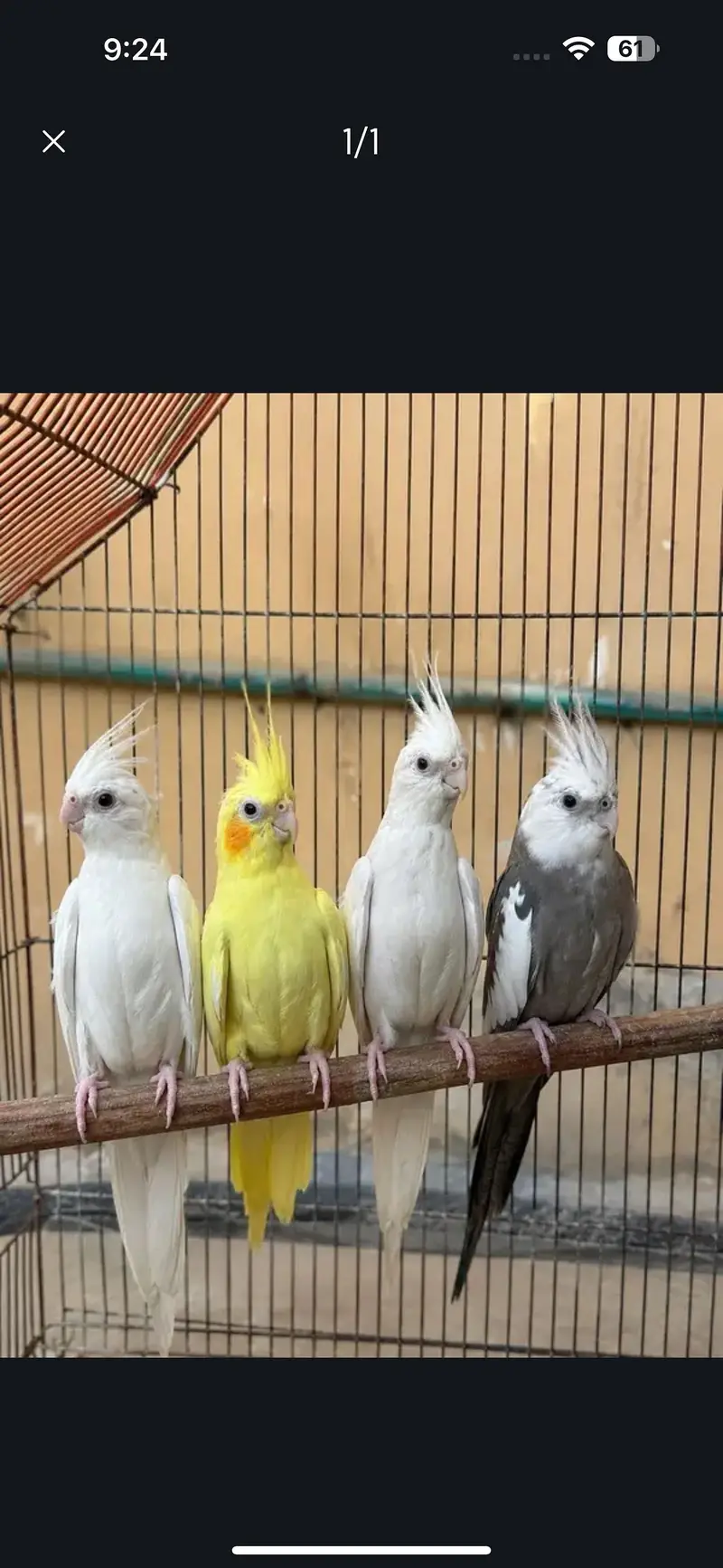 ENO Cockatiel Parrots 2 Pairs Complete Setup — photo 2