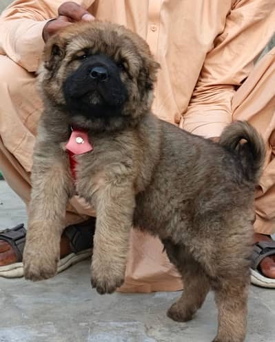 Turkish kangal | kurdish kangal | kangal dog | kangal puppy |kangal