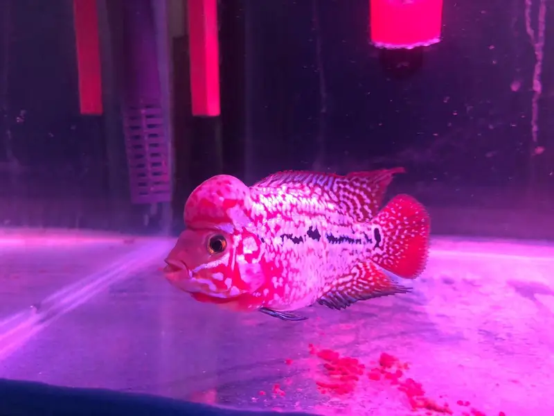 All Types of Aquarium Fish Available | Healthy & Beautiful Fishes