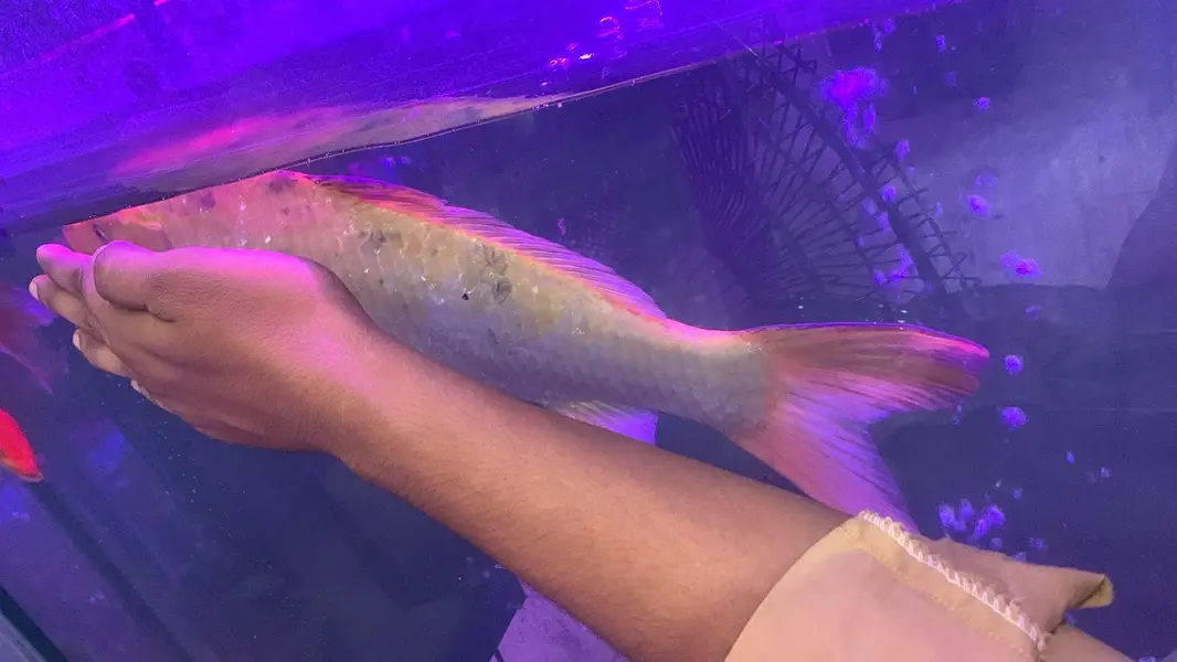 All Types of Aquarium Fish Available | Healthy & Beautiful Fishes — photo 2