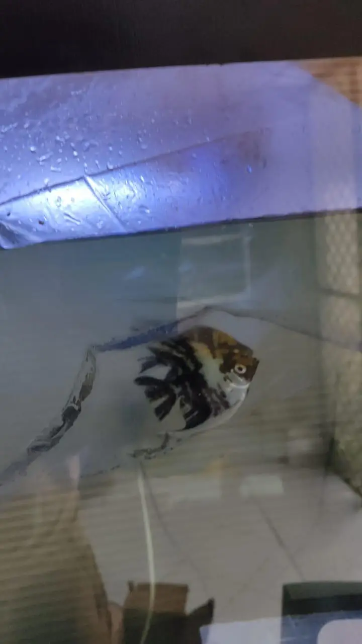 All Types of Aquarium Fish Available | Healthy & Beautiful Fishes — photo 3