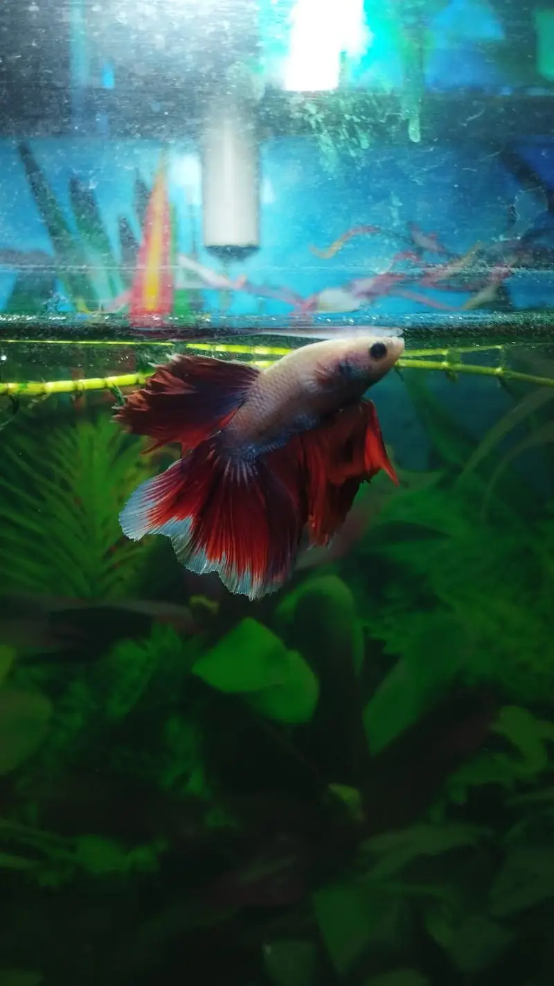All Types of Aquarium Fish Available | Healthy & Beautiful Fishes — photo 4